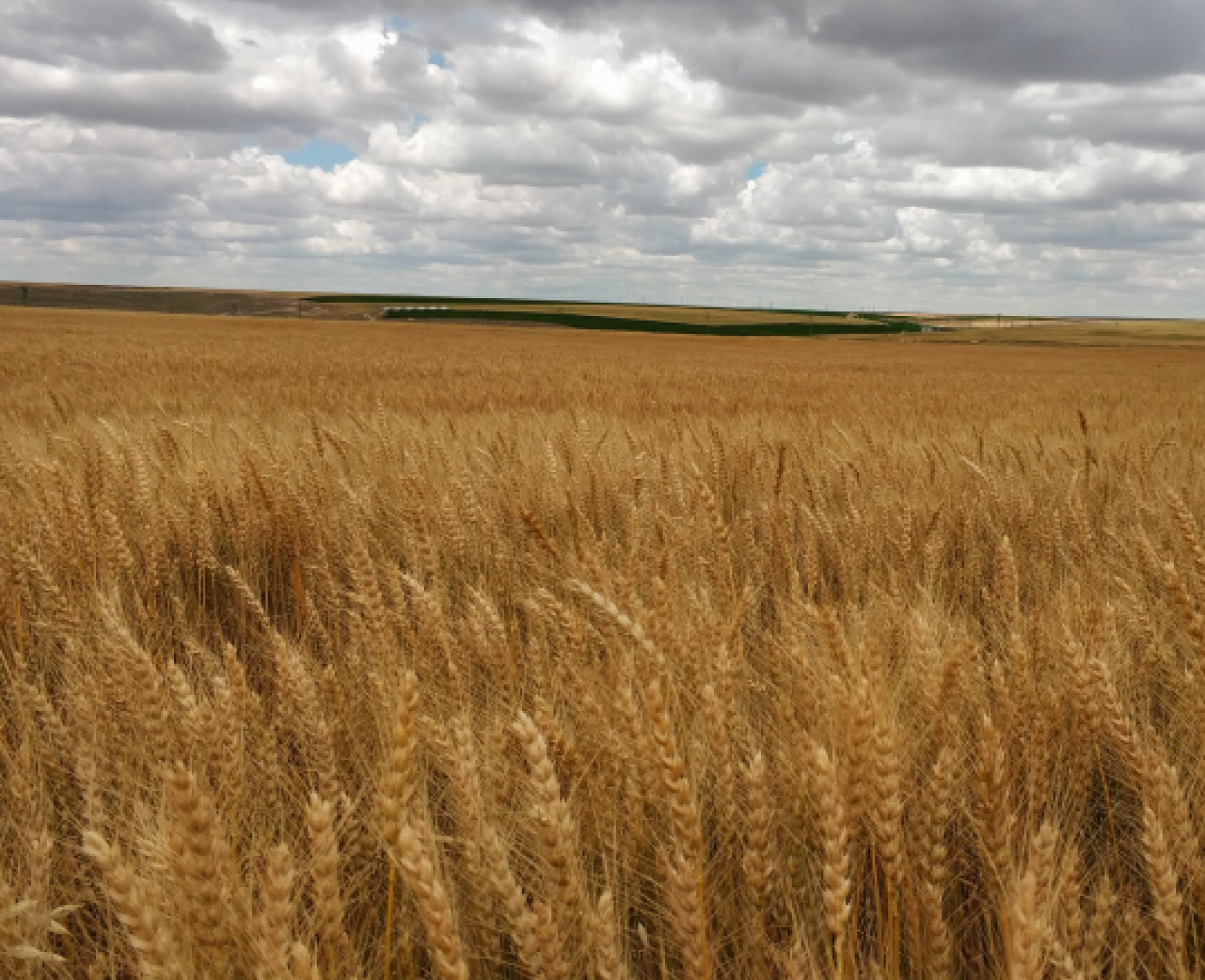 A field of wheat